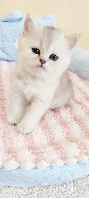 Шотландец, котёнок шиншиллового окраса (серебристый с тенями) at lalafo.kg Шотландец, котёнок шиншиллового окраса (серебристый с тенями)