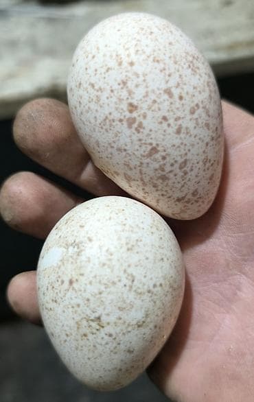 Индюшиные Яйца Инкубаторные,,, "Индюки Обычные" at lalafo.kg Индюшиные Яйца Инкубаторные,,, "Индюки Обычные"