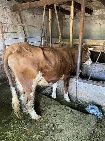 Продаю | Корова (самка) | Симментальская | Для разведения | Привязанные at lalafo.kg Продаю | Корова (самка) | Симментальская | Для разведения | Привязанные