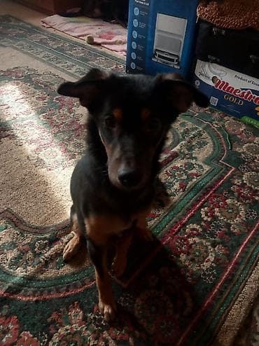 Щенок/молодая собакаСторожевая среднего размера, окраска at lalafo.kg Щенок/молодая собакаСторожевая среднего размера, окраска