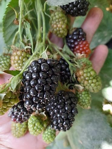 Ежевика В розницу at lalafo.kg Ежевика В розницу