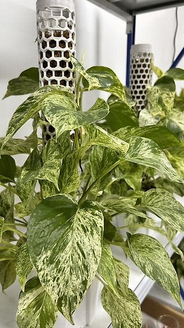 Эпипремнум мраморный (Pothos ‘Marble Queen’) в декоративном горшке с lalafo.kg да Эпипремнум мраморный (Pothos ‘Marble Queen’) в декоративном горшке с