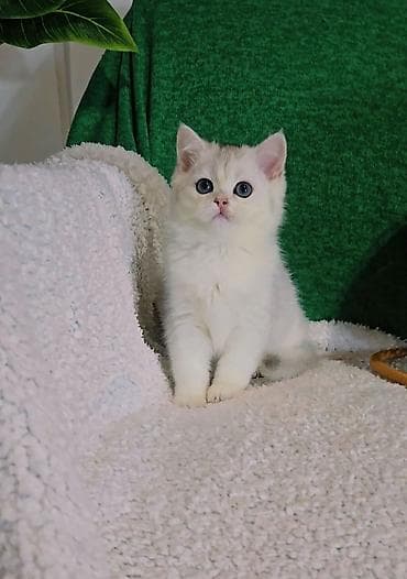 Шиншиллалар: Шотландские котята lalafo.kg да — 4 Шиншиллалар: Шотландские котята — 4