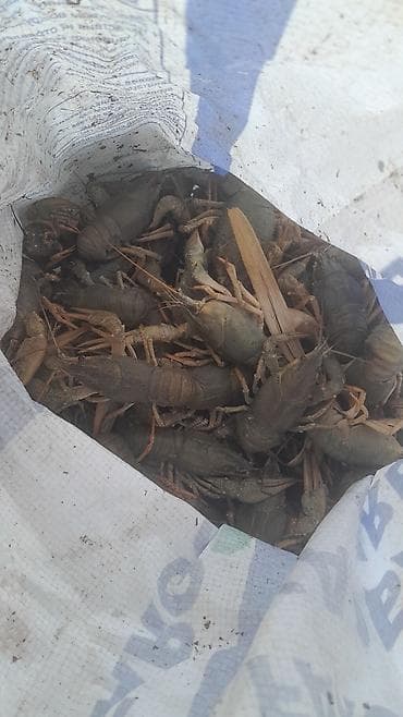 Раки живые - Свежевыловленные раки, натуральный улов. - Целые at lalafo.kg Раки живые - Свежевыловленные раки, натуральный улов. - Целые