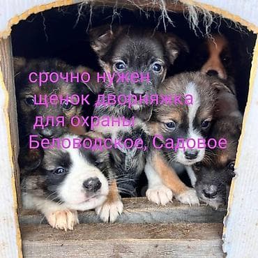 СРОЧНО НУЖЕН ЩЕНОК ДВОРНЯЖКА ДЛЯ ОХРАНЫ . В СЕЛЕ САДОВОЕ БЕЛОВОДСКОЕ at lalafo.kg СРОЧНО НУЖЕН ЩЕНОК ДВОРНЯЖКА ДЛЯ ОХРАНЫ . В СЕЛЕ САДОВОЕ БЕЛОВОДСКОЕ