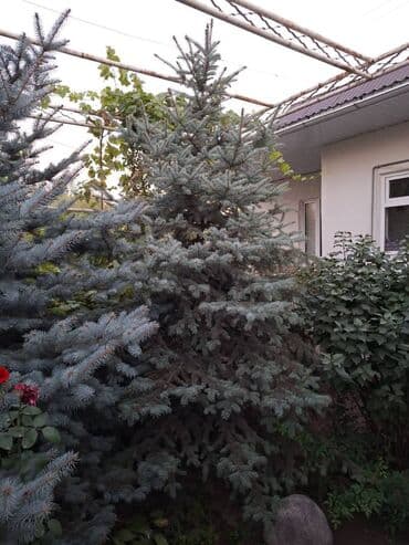 Саженцы деревьев: Ели, Самовывоз at lalafo.kg Саженцы деревьев: Ели, Самовывоз