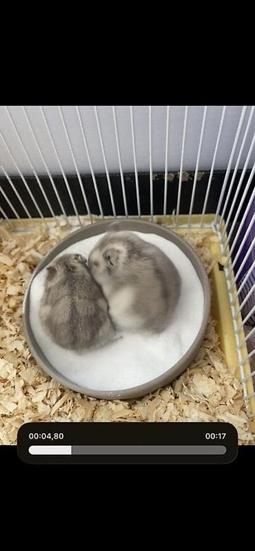 Джунгарские хомяки самец и самка at lalafo.kg Джунгарские хомяки самец и самка