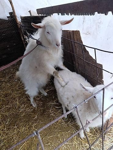 Продаю | Коза (самка) | Полукровка | Для разведения | Осеменитель at lalafo.kg Продаю | Коза (самка) | Полукровка | Для разведения | Осеменитель