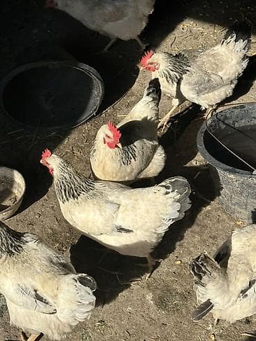 Продаю | Куры | Полубрама, Домашняя | Несушки at lalafo.kg Продаю | Куры | Полубрама, Домашняя | Несушки