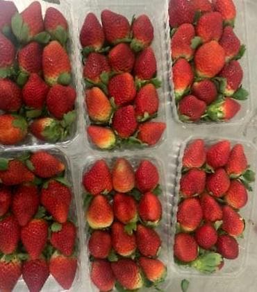 Клубника at lalafo.kg Клубника