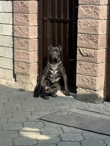 Кане-корсо, 2 месяца, Самец at lalafo.kg Кане-корсо, 2 месяца, Самец