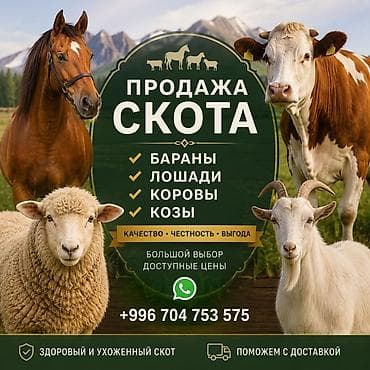 Продажа скота Вотцап группа пишите добавлю! Предлагаются: - Бараны - at lalafo.kg Продажа скота Вотцап группа пишите добавлю! Предлагаются: - Бараны -