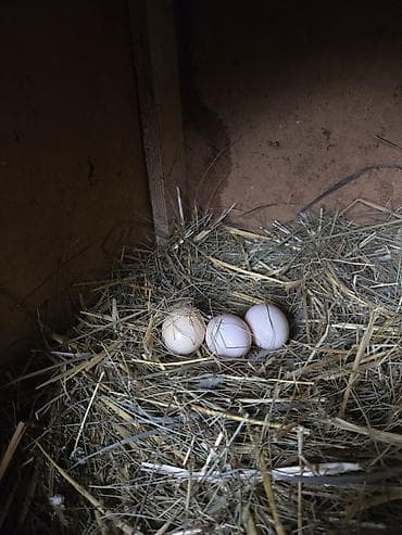 Продаю | Куры at lalafo.kg Продаю | Куры