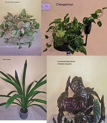 #Аллоказии/Сингонеумы/ Прочее-Домашние - Адаптированные!!! at lalafo.kg #Аллоказии/Сингонеумы/ Прочее-Домашние - Адаптированные!!!