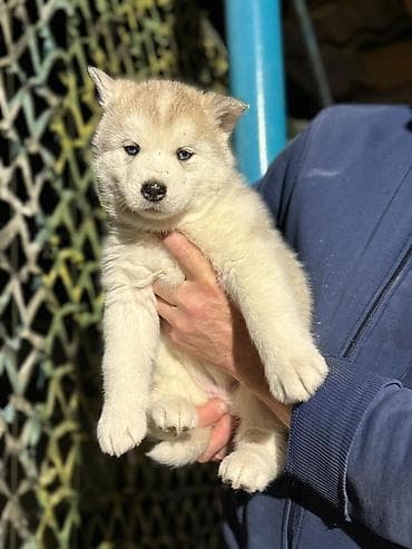 Хаски, 1 месяц, Самка at lalafo.kg Хаски, 1 месяц, Самка