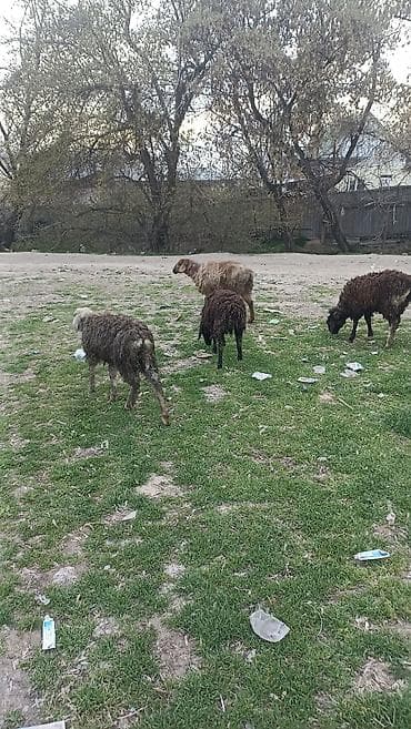 Продаю | Овца (самка) | Для разведения | Матка at lalafo.kg Продаю | Овца (самка) | Для разведения | Матка