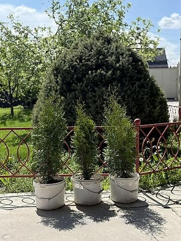Туя колоновидная рост 1 метр - 1.20 -1.30 см цена 1500 сом at lalafo.kg Туя колоновидная рост 1 метр - 1.20 -1.30 см цена 1500 сом