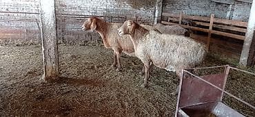 Derways: Продаю | Овца (самка) | Арашан | Для разведения | Котные at lalafo.kg — 2 Derways: Продаю | Овца (самка) | Арашан | Для разведения | Котные — 2