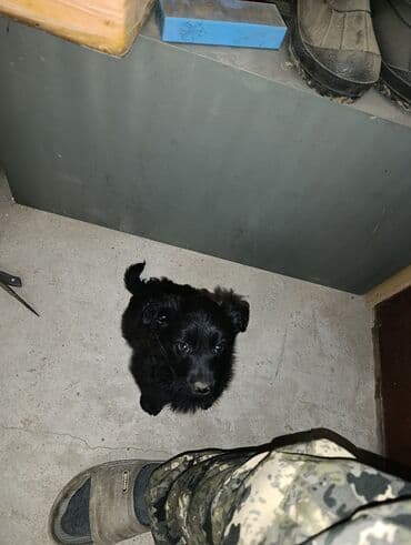 Щенок, черный пушистый метис небольшого размера. Описание: - Возраст at lalafo.kg Щенок, черный пушистый метис небольшого размера. Описание: - Возраст