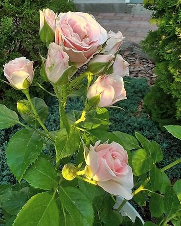 Саженцы at lalafo.kg Саженцы