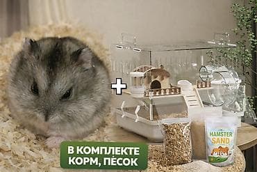 Хомяк + клетка (полный комплект) Продаю милого хомячка вместе с at lalafo.kg Хомяк + клетка (полный комплект) Продаю милого хомячка вместе с