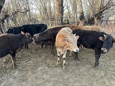 Продаю | Тёлка | На откорм at lalafo.kg Продаю | Тёлка | На откорм
