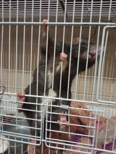 Продам крыску 1 год и 2 месяца с клеткой !!!!!!1000 сом at lalafo.kg Продам крыску 1 год и 2 месяца с клеткой !!!!!!1000 сом