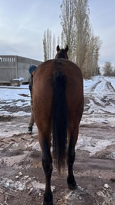 Продаю | Конь (самец) at lalafo.kg Продаю | Конь (самец)