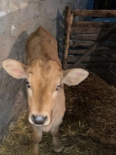 Продаю | Тёлка, Музоо, торпок | Швицкая | На откорм, На забой, Для разведения | Искусственник at lalafo.kg Продаю | Тёлка, Музоо, торпок | Швицкая | На откорм, На забой, Для разведения | Искусственник