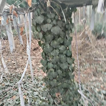 Самшит: Саженцы декоративных растений для озеленения участка и живых lalafo.kg да — 4 Самшит: Саженцы декоративных растений для озеленения участка и живых — 4