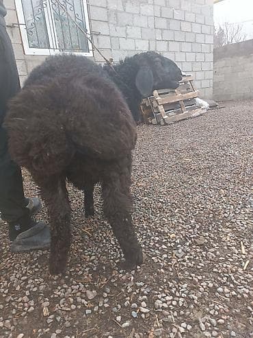 Сатам | Козу | Көбөйтүү үчүн lalafo.kg да — 7 Сатам | Козу | Көбөйтүү үчүн — 7