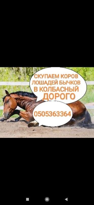 Куплю | Коровы, быки, Лошади, кони | Круглосуточно, Любое состояние, Забитый at lalafo.kg Куплю | Коровы, быки, Лошади, кони | Круглосуточно, Любое состояние, Забитый