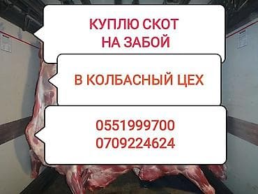Колбаса цехи : Уйлар, букалар, Жылкылар, аттар, Башка а/ч жаныбарлары, | Өзү алып кетүү, Союлган, Күнү-түнү lalafo.kg да Колбаса цехи : Уйлар, букалар, Жылкылар, аттар, Башка а/ч жаныбарлары, | Өзү алып кетүү, Союлган, Күнү-түнү