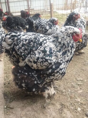 Продаю | Куры | Брама | Для разведения at lalafo.kg Продаю | Куры | Брама | Для разведения