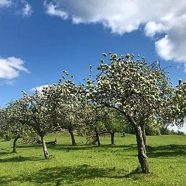 Roewe: Профессиональная обрезка плодовых деревьев для хорошего урожая at lalafo.kg — 1 Roewe: Профессиональная обрезка плодовых деревьев для хорошего урожая — 1