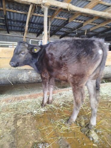 Продаю | Бык (самец), Музоо, торпок | На откорм | Привязанные at lalafo.kg Продаю | Бык (самец), Музоо, торпок | На откорм | Привязанные