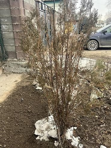Саженцы декоративного кустарника (похоже на спирею/тамарикс) для at lalafo.kg Саженцы декоративного кустарника (похоже на спирею/тамарикс) для