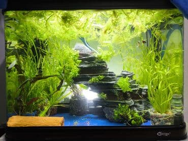 Заводской аквариум фирмы "SeaStar",с тумбой,95-105 литров.Комплект at lalafo.kg Заводской аквариум фирмы "SeaStar",с тумбой,95-105 литров.Комплект