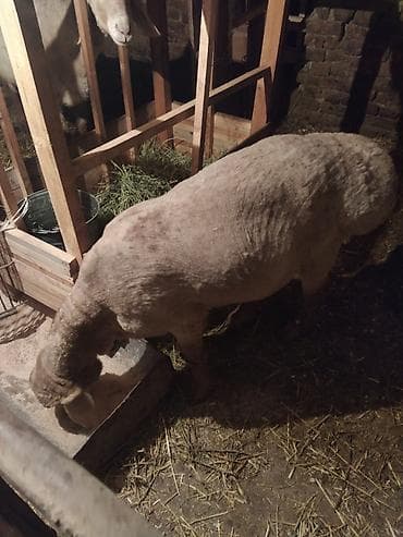 Продаю | Баран (самец) | Осеменитель at lalafo.kg Продаю | Баран (самец) | Осеменитель