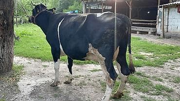 Продаю | Корова (самка) | Голштин | Для разведения, Для молока at lalafo.kg Продаю | Корова (самка) | Голштин | Для разведения, Для молока