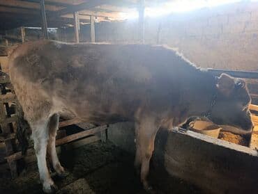 Продаю | Корова (самка) | Для разведения | Привязанные at lalafo.kg Продаю | Корова (самка) | Для разведения | Привязанные