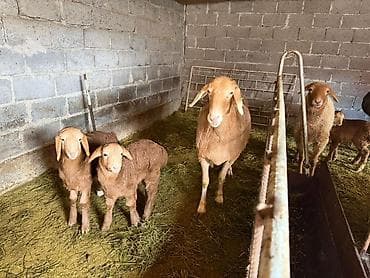 Продаю | Овца (самка) | Арашан | Для разведения | Матка at lalafo.kg Продаю | Овца (самка) | Арашан | Для разведения | Матка