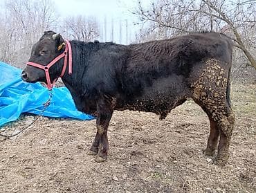 Продаю | Бык (самец) | На откорм at lalafo.kg Продаю | Бык (самец) | На откорм