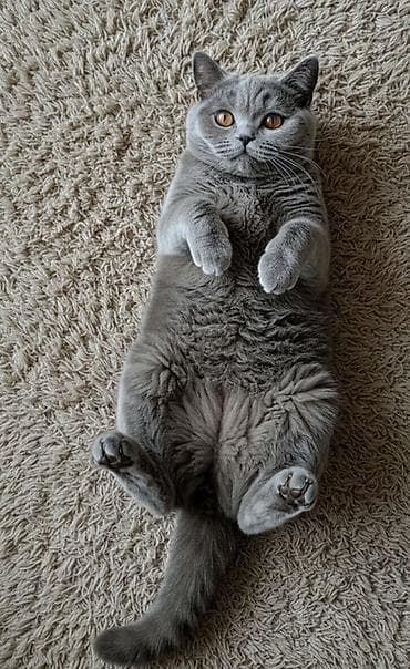 Британская короткошёрстная кошка, окрас «голубой». Особенности: - at lalafo.kg Британская короткошёрстная кошка, окрас «голубой». Особенности: -