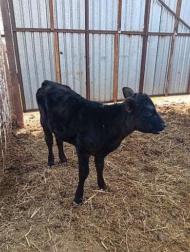 Продаю | Корова (самка) | Для разведения | После отела at lalafo.kg Продаю | Корова (самка) | Для разведения | После отела