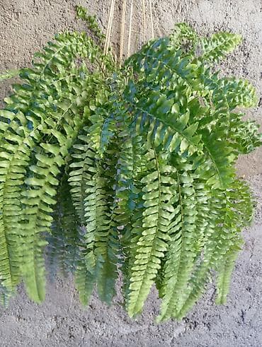 Папоротник - 1000 сом Монстера Перу - 650 сом Шефлера - 650 сом at lalafo.kg Папоротник - 1000 сом Монстера Перу - 650 сом Шефлера - 650 сом