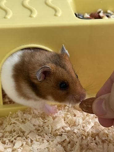 Деңиз чочколору: Пластиковая клетка-домик для хомячка Хомячок девочка 1,5 месяца 🐹 lalafo.kg да — 4 Деңиз чочколору: Пластиковая клетка-домик для хомячка Хомячок девочка 1,5 месяца 🐹 — 4