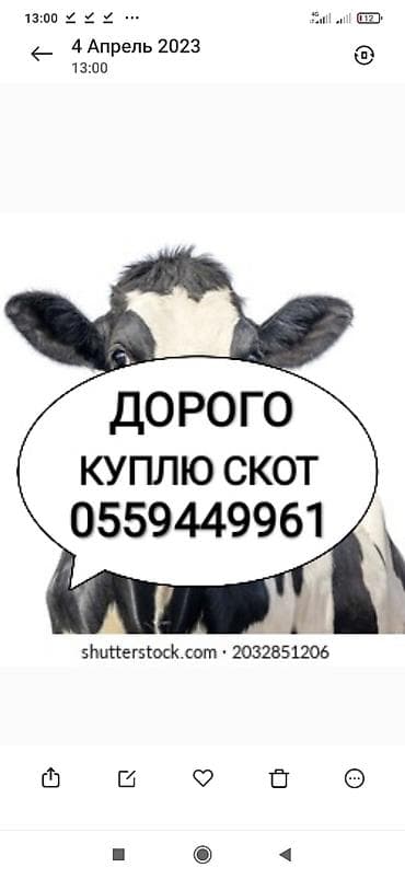 Частное лицо, Колбасный цех : Коровы, быки, Лошади, кони, | Круглосуточно, Любое состояние, Забитый at lalafo.kg Частное лицо, Колбасный цех : Коровы, быки, Лошади, кони, | Круглосуточно, Любое состояние, Забитый