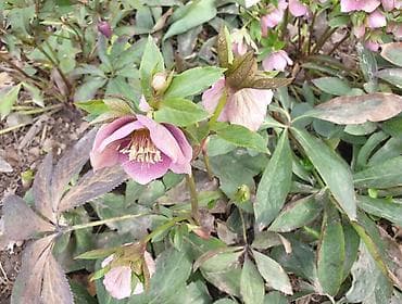 Продаю морозники, бересклет, кампанелла. Морозник розовый at lalafo.kg Продаю морозники, бересклет, кампанелла. Морозник розовый