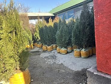 Саженцы деревьев: Туи at lalafo.kg Саженцы деревьев: Туи